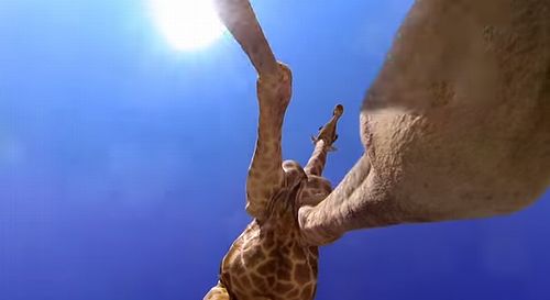 giraffe_kick.jpg