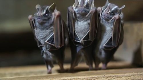 upside_down_bats.jpg