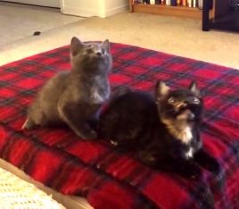 kitten_jam.jpg