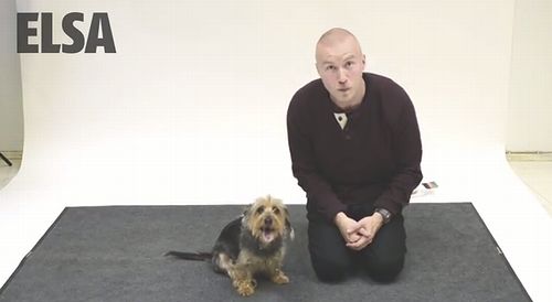 How_Dogs_react_to_Human_Barking.jpg