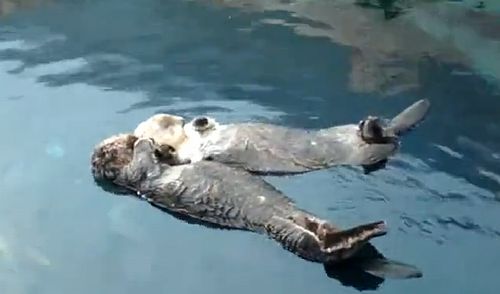 sea_otters_hold_hands_while_napping.jpg