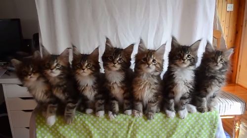 Kittens_born_April_10.jpg