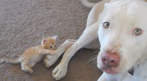 cute_kitten_with_pitbull.jpg