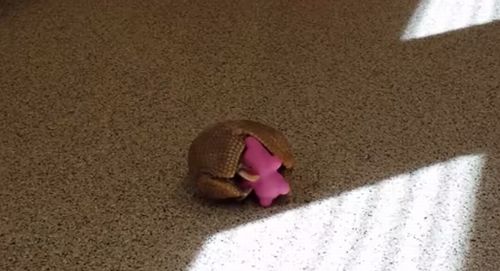 Armadillo_playing_with_his_favorite_pink_toy.jpg