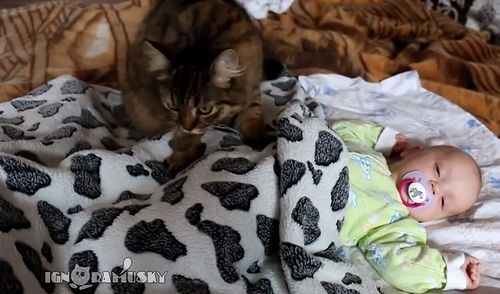 Cat_lulling_a_baby.jpg