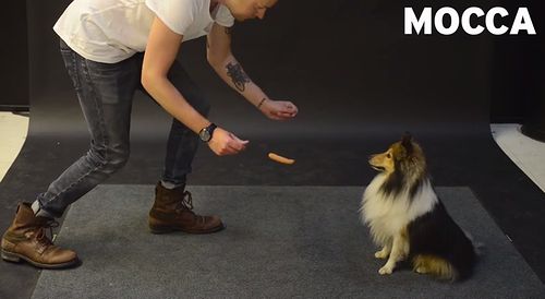 How_Dogs_React_to_Levitating_Wiener.jpg