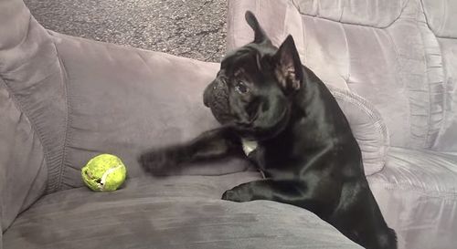 BlanKy_French_Bulldog_To_Funny.jpg