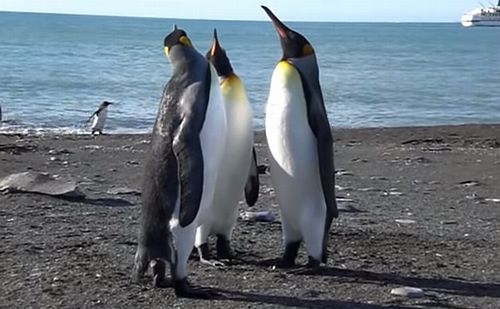 Penguin_Fight.jpg