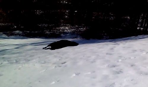 dog_sliding_in_the_snow.jpg