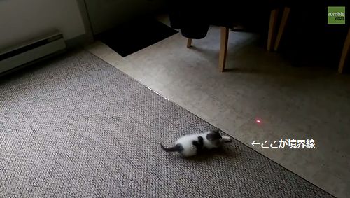 Laser-chasing_kitten.jpg