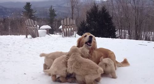 Mother_Playing_With_Her_Pups.jpg