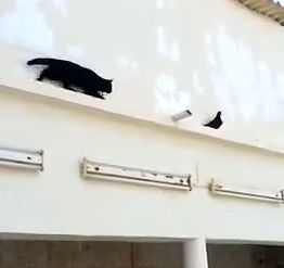 Pigeon_outsmarts_a_cat.jpg