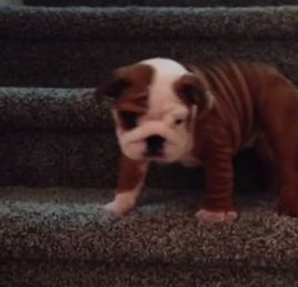 English_Bulldog_puppy_conquers_the_stairs.jpg
