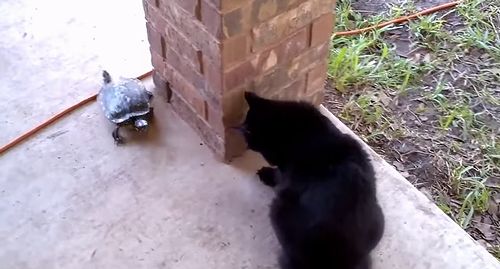 cat_and_turtle.jpg