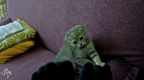 cats_vs_socks.jpg