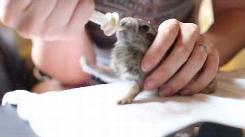 Cute_Wild_Cottontail_Rabbit.jpg