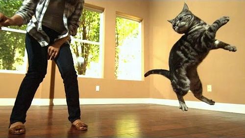 Awesome_Cats_In_Slow_Motion.jpg