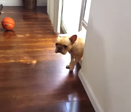 French_Bulldog_cant_hide_his_guilt.png
