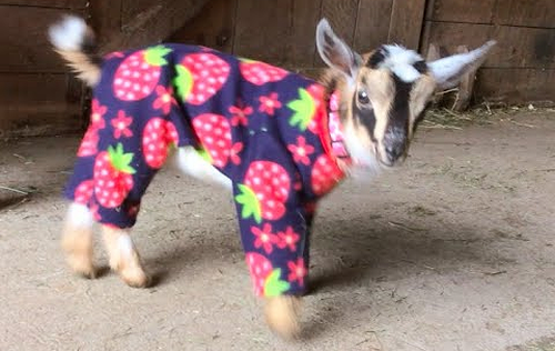 Goat_Babies_in_Pajamas.png