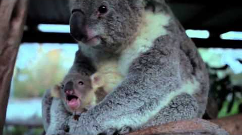 Baby_Koala.png