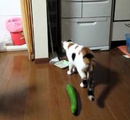 Cat_surprised_to_cucumber.png