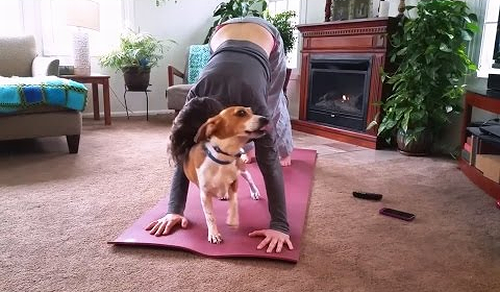 Cats_and_Dogs_Interrupting_Yoga.png