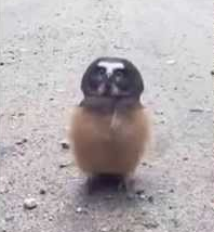 Northern_Saw_Whet_Owl.png