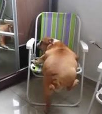Fat_bulldog_trying_to_get_on_chair.png