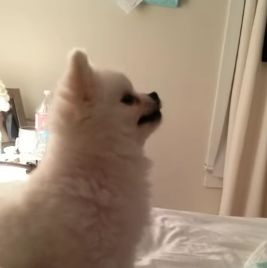 Pomeranian_puppy_sneeze.png