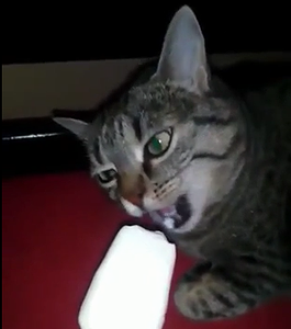 Funny_cat_gets_brain_freeze.png