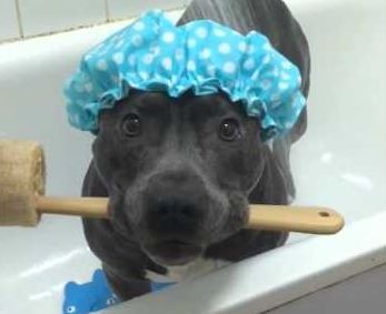 this_dog_is_ready_for_a_shower.jpg