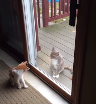 Cat_Wants_Attention.png