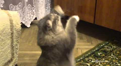 dancing_cat.png