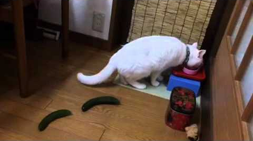 cat_vs_cucumber.png