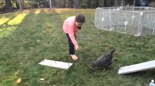 Chicken_Completes_Agility_Course.png