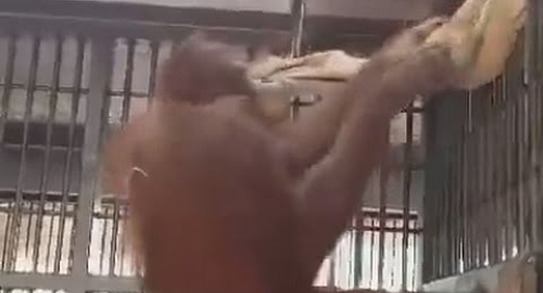 Orangutan_builds_a_hammock.png