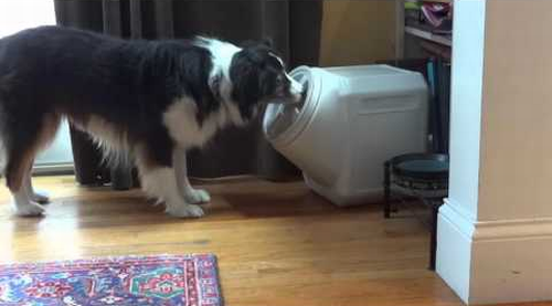 Dog_Opens_Dog_Proof_Container.png