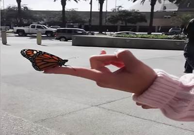 Butterfly_Freedom_Fail.png