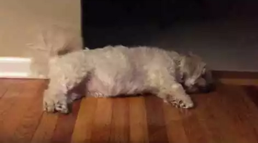 My_Dog_Sleep-Dancing_to_the_Blues_Brothers.png