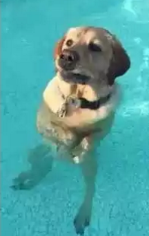 My_dog_standing_and_walking_in_the_pool.png