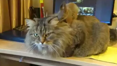 Squirrel_plays_on_top_of_cat.png