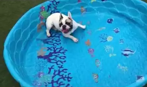 french_bulldogs_dont_need_water.png