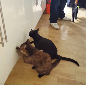 Cats_desperately_trying_to_get_into_the_food_cupboard.png