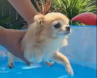 Tiny_Dog_Paddles_Above_Water.png
