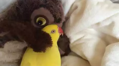 Parrot_preciously_snuggles_with_toy_owl.png