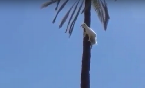 goat_climb_tree.png