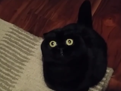 this_cat_is_all_eyes.png