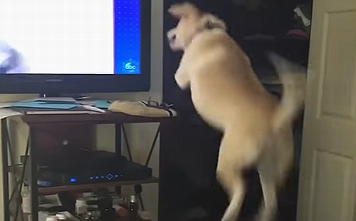 dog_leaps.png