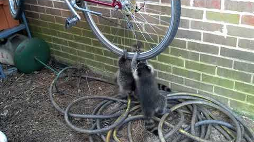 Raccoons_hanging_off_bike.png