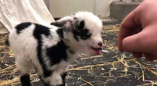 Baby_goat_making_the_cutest_noise.jpg